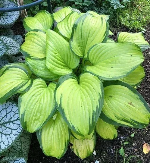 Stained Glass Hosta