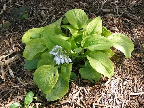 Sum and Substance Hosta by Midwest Gardening