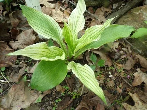White Feather Hosta
