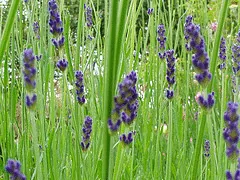 Lavandula augustifolia Hidcote by Amanda Slater