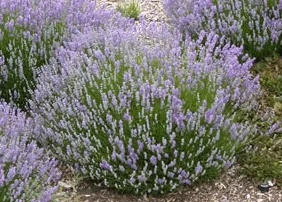 Lavandula Blue Cushion