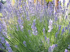 Lavandula angustifolia Munstead