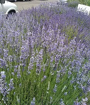 Lavandula intermedia Grosso