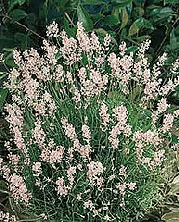 Lavandula Rosea