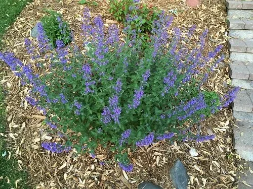 Nepeta 'Walker's Low' by Midwest Gardening