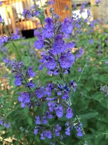 Nepeta blooms
