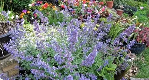 Six Hills Giant Nepeta by Leonora Enking