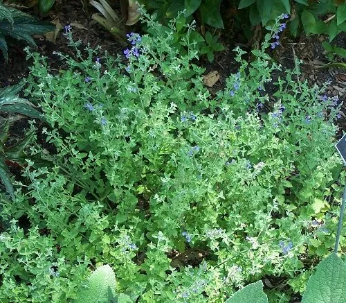 Catmint kit kat MN 2007