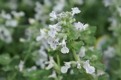 Nepeta x faassenii Blue Ice 0zz