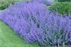 Nepeta Blue Wonder