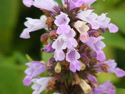 Nepata subsessillis Sweet Dreams Catmint by TOG