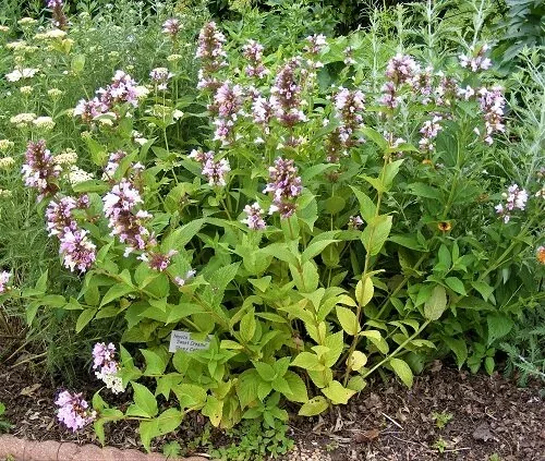 Nepata subsessillis Sweet Dreams Catmint by TOG (3)