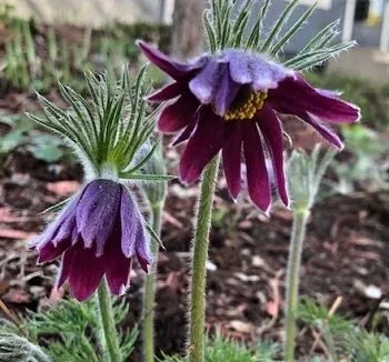 Pasqueflower bloom by Midwest Gardening
