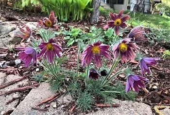 Pasqueflower by Midwest Gardening