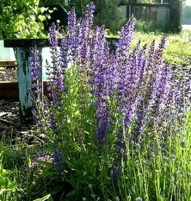 Penstemon Prairie Dusk by Jennifer Powell