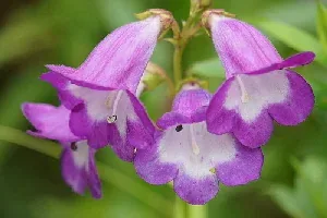 Penstemon Czar blooms by Alwyn Ladell