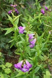 Penstemon Czar by Alwyn Ladell