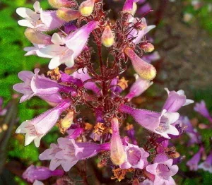 Penstemon Dark Towers blooms by mmwm