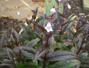 Penstemon Dark Towers by trueepicure