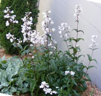Penstemon Husker Red by Midwest Gardening