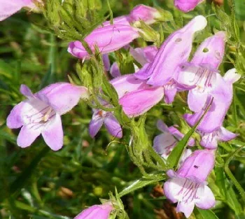 Penstemon Sweet Joanne blooms by Midwest Gardening