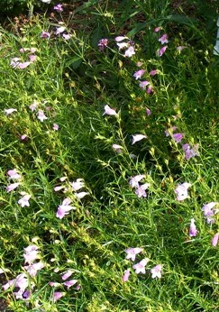 Penstemon Sweet Joanne by Midwest Gardening