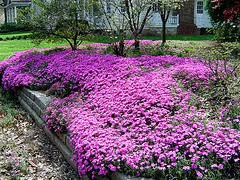 Creeping phlox by Lisa B