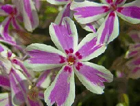 Phlox subulata Candy Stripe