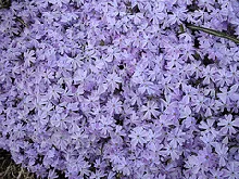 Phlox subulata Emerald Blue