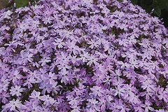 Phlox subulata Emerald Cushion Blue by Tim Waters