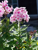 Phlox Bright Eyes