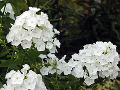 Phlox paniculata David by Bill Murray