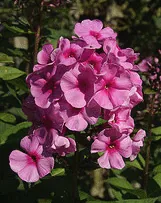 Phlox paniculata Eva Cullum