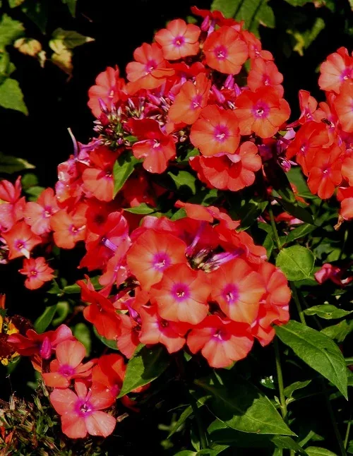 Phlox paniculata 'Starfire' by Midwest Gardening