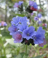 Pulmonaria Mrs