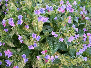Pulmonaria Mrs 1