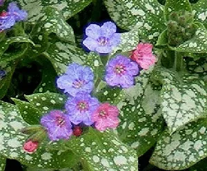 Pulmonaria Reginald Kaye flowers by Midwest Gardening
