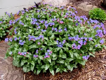 Pulmonaria Reginald Kaye by Midwest Gardening