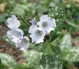 Lungwort Sissinghurst White by Addison Berry