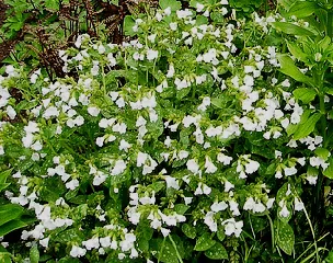Lungwort Sissinghurst White