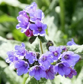 Lungwort Trevi Fountain flowers by Cliff