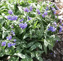 Lungwort Trevi Fountain by Cliff