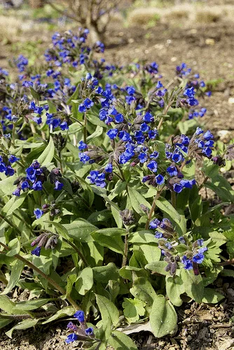 Pulmonaria Beth s Blue by Sericea