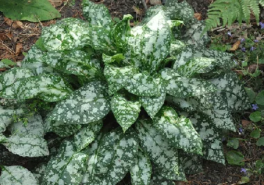 Pulmonaria longifolia Bertram Anderson by douneika