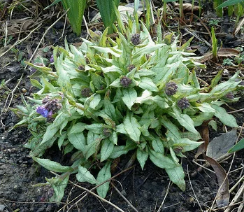 Pulmonaria Cotton Cool by peganum