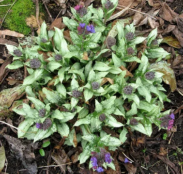 Pulmonaria Diana Clare by peganum