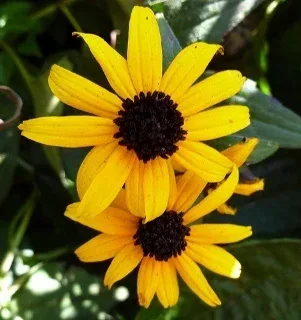Rudbeckia fulgida var. sullivantii 'Goldsturm' by Pris Sears