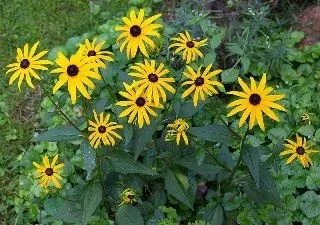 Rudbeckia Fulgida 'Goldsturm by Christian Fischer