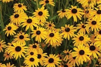Rudbeckia fulgida Viets Little Suzy by Penn State News