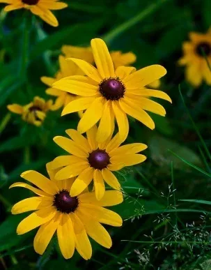 Rudbecia triloba by Timothy Valentine